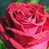 @6636675918353596422