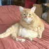 @6650609966733492229