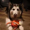 @6726168024321377286