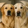 @7054297717681439749