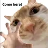 @mf488a8e5b