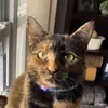 remi.and.the.beans