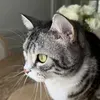@7239183283765265454