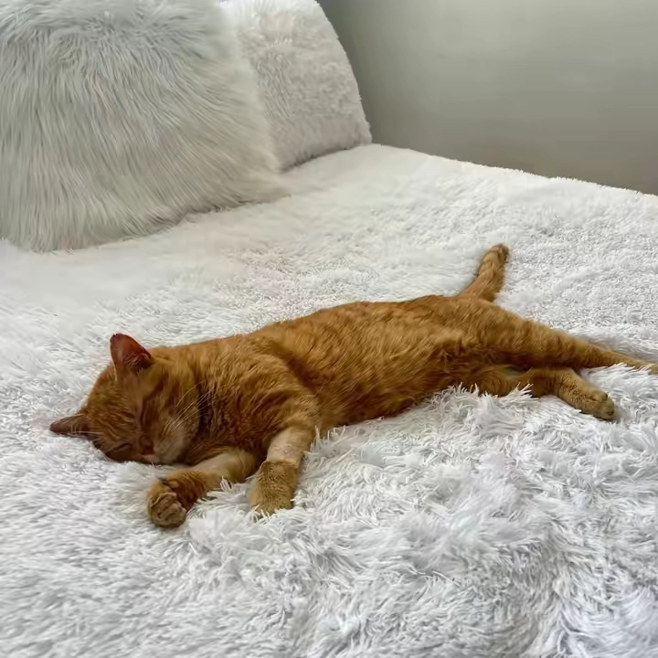 @mylilscottishfold