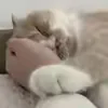 minminhouse.gigi