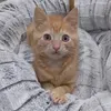 @itscookiecat