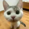 Handsome guy