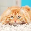 @7530935878387450894