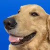 Golden Deals