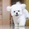 @7542826090285679671