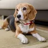 @7543412281892242487