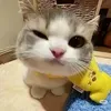 @bedbal63