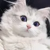 ymdpgifq8aw