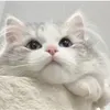 @kxmfguilo4x