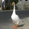 @7565520171945182263