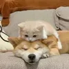 @7616273446729483278