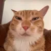 Chifffsger