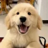 @7626644123249034254