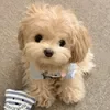ghhcfrmzaat