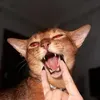 @7661095417925469197