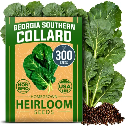 Home Grown Georgia Southern Collard Greens Garden Seeds - Premium 300 Brassica oleracea Seeds, High Germination Rate Heirloom Bulk Seeds, Nutritious Collard Greens, Easy to Grow for Home Planting in Full Sun, Great Taste & Appearance