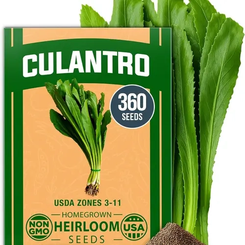 Home Grown 1-Pack Organic Heirloom Eryngium Foetidum Culantro Seeds Bag (360 Seeds Inside) - Caribbean-Style, Weather-Resistant, Slow-Bolting, Bioactive-Rich Spice, Pho & Marinade Fit, Zones 3-11 Grow, All-Seasons Indoor/Outdoor Herb Garden Supply