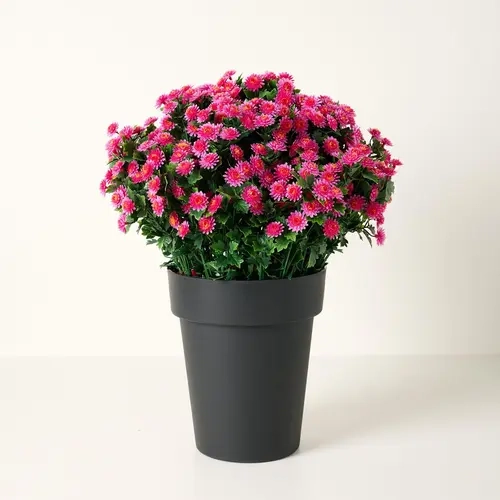 Wicker Park 24" Indoor/Outdoor Jumbo Potted Faux Mums