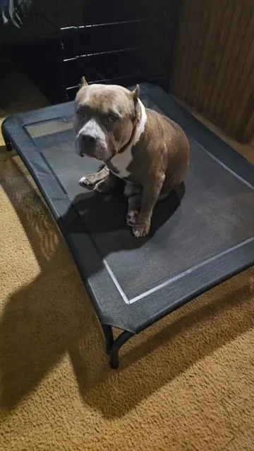 we LOVE our elevated dog bed. #elevateddogbed #comfortable #greatfordogs #kingtheamericanbully #Laramiekingtheamericanbullyssissy 