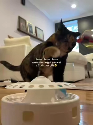 Its rare for her to be entertained but she loves this #cattoys #catsoftiktok #cattok #tiktokshopcybermonday #tiktokshopblackfriday 