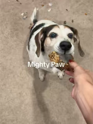 Just brought packages in from the porch, went back downstairs to grab the last few things i needed & clifton ripped right into these. He did not eat any of the plastic, thank god. (This was filmed ab a week ago) This all occurred within the span of maybe  30 seconds to a minute, he works fast! He obviously loves them & could not wait for mom to give him one 🐶 #dog #dogsoftiktok #dogs #dogmom #relatable #tiktokshopblackfriday 