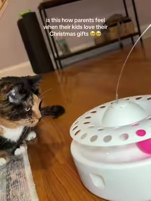 The fact that is has a motion sensor too >> #tiktokshopblackfriday #tiktokshopcybermonday #cattok #catsoftiktok 