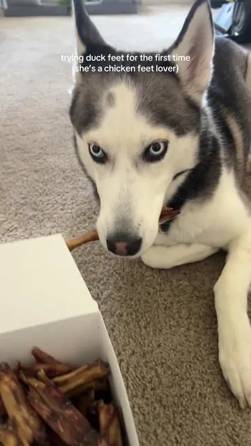 dogs 🤝 duck feet lol #dogtreats #dogeating #duckfeet 
