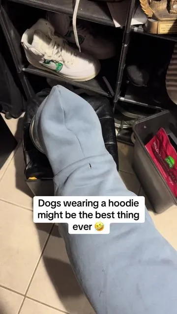 I love it 🤣❤️ #dogsoftiktok #dogparents #dogfashion #fyp 