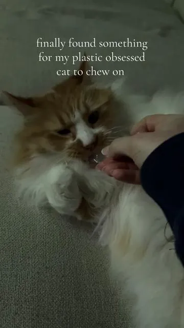 muchhh better alternative 🫶🏻⭐️🧚🏼‍♀️😇  #catmom #plasticobsessedcat #picacat #pica #catwithpica #cattoys #catchewtoys #toysforcats #catmomthings #22yrold #lifestyle #rbt #catsoftiktok #cattok 