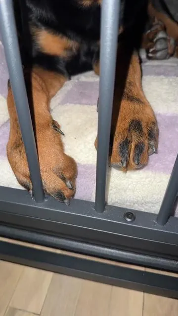 Guardian had more than enough room in this XL dog crate! 🙌 . . . . . #dogcrate#crate#dogtiktok#dogsoftiktok#rottweiler#rottweilersoftiktok#puppytraining  