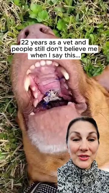 #doghealth #dogitching #dogmom 
