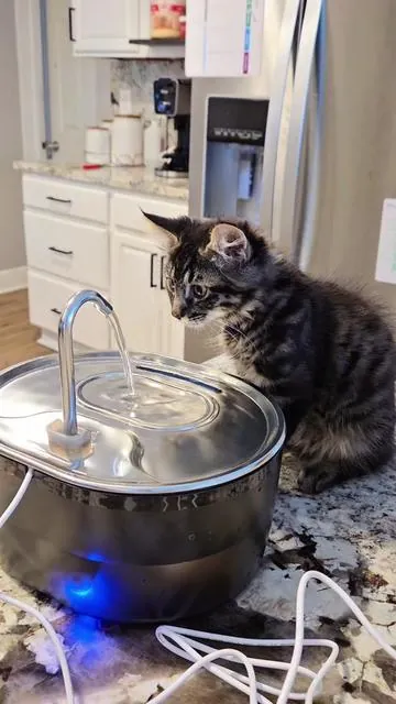 #CatWaterFountain #FuenteParaGatos #GatoSaludable #CatCare #CatHydration #PetFountain #GatitosFelices #AguaFresca #PetCare #CatParents #HealthyCats 