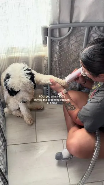 the best investment was purchasing a dog grooming vacuum 🐶 #groomingtips #groomingvacuum #dogsoftiktok #groomingdog #vacuum 
