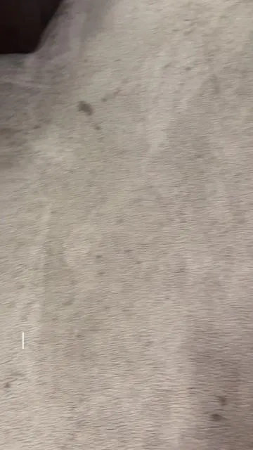 The same amount you will spend on one professional carpet cleaning equals unlimited cleans with your own machine! 🔗🔗 @BISSELL Clean #carpetcleaning 