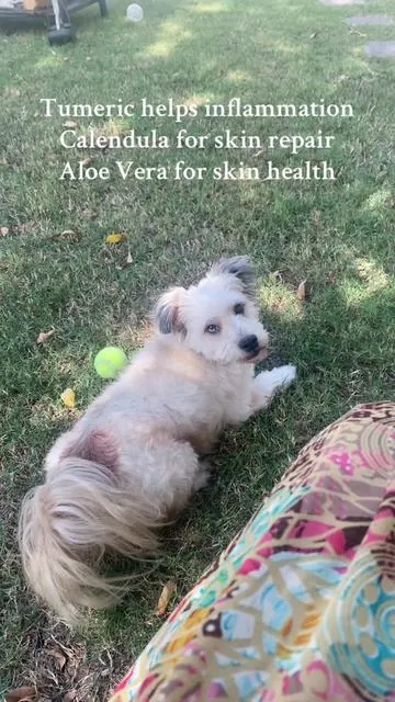 No more scratching, biting and hot spots and irritated skin and all natural by Aniwell #itching #petskincare #petitchrelief #aniwellitchrelief 