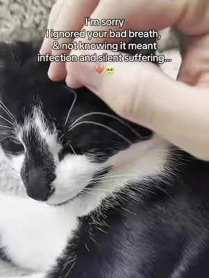 She had 2 teeth removed just because I didn’t know any Better ..☹️ #cat #catdentalcare #cathealth #catcare 