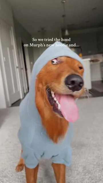 I’m crying #goldenretriever #dogtok #dogtokers #goldenretrieverlife #puppytiktok 