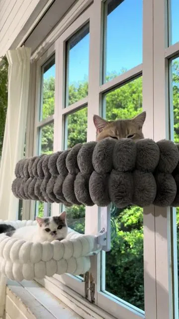 #catsoftiktok #viral 