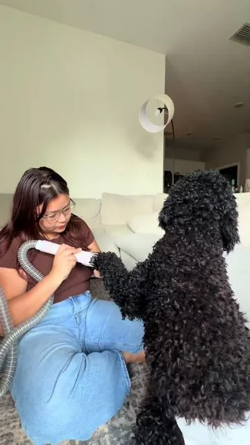 Save money on grooming appointments & get this grooming vacuum. It’s 65% OFF right now 🚨 #groomingdog #groomingvacuum #groomingessentials #dogmom #tiktokshopcreatorpicks 
