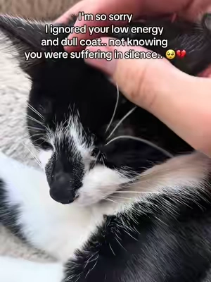 Trying to become a better cat parent 🥺 #cathealth #catdentalcare #cat #fyp #tiktokshopblackfriday 