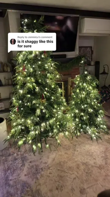 Replying to @JaimieLu  the branches on this tree are super easy to manipulate so you can get whatever vibe or style you’re looking for if you want that down swept look, you can push all of the branches down! #norfolkpinechristmastree #norfolkpine 