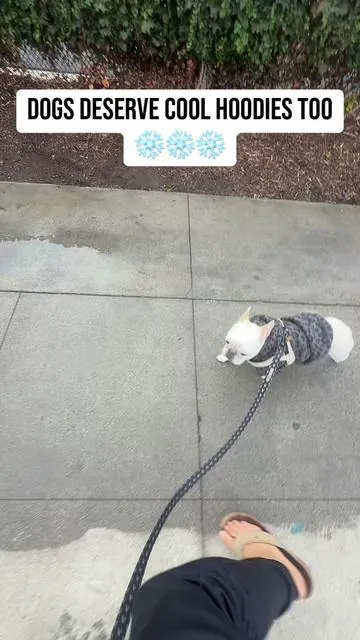 These dog hoodies will not last long. #comfrt #comfrthoodie #hoodieszn #dogsoftiktok #tiktokshopcreatorpicks 