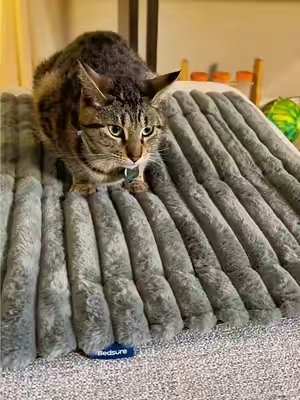 A self heating pet bed that you don’t need any electricity for! I can’t keep her off of this thing so you know it works! #waterproofmatressprotector #christmasblanket #heateddogbed #waterproofmattressprotector #tiktokshopblackfriday 