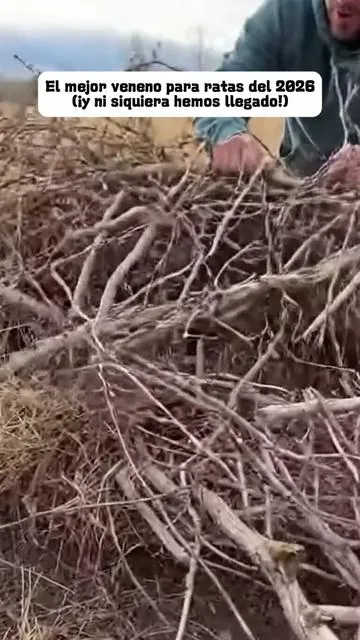 Esto debe ser el mejor raticida que he usado en 2025.#mouse #pest #rat #pestcontrol 