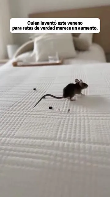 Esto debe ser el mejor raticida que he usado en 2025.#mouse #pest #rat #pestcontrol 